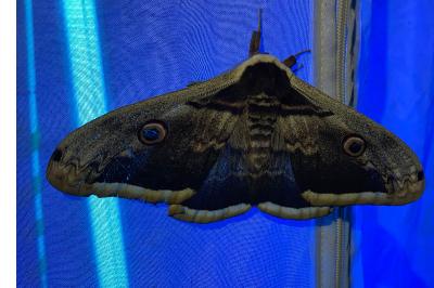 <i>Saturnia pyri</i>