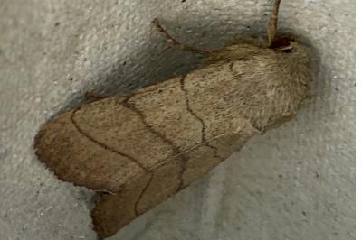 <i>Charanyca trigrammica</i>