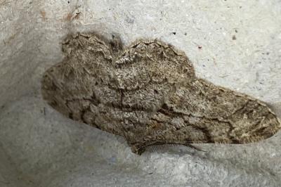 <i>Peribatodes rhomboidaria</i>