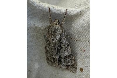 <i>Acronicta auricoma</i>