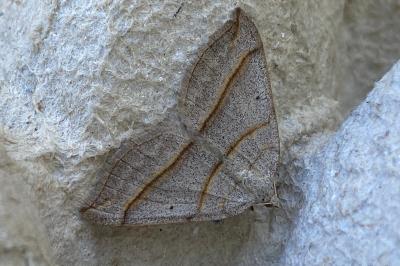 <i>Scotopteryx luridata/mucronata</i>