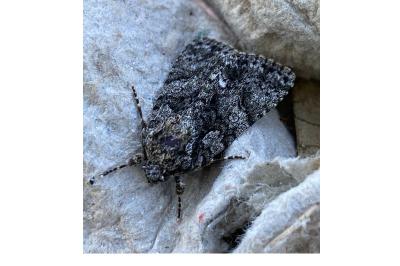 <i>Acronicta rumicis</i>