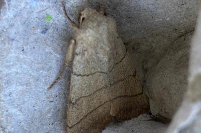 <i>Charanyca trigrammica</i>