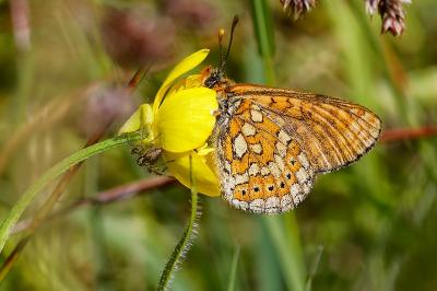<i>Euphydryas aurinia</i>