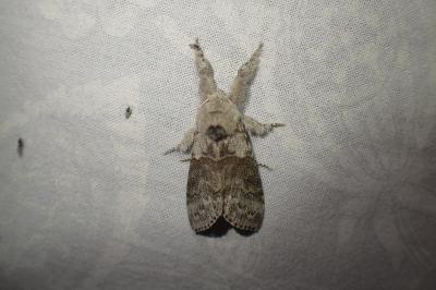 <i>Calliteara pudibunda</i>