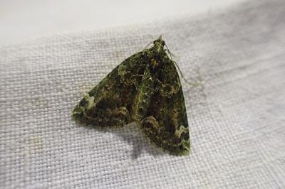 <i>Chloroclysta siterata</i>