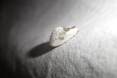 <i>Cilix glaucata</i>