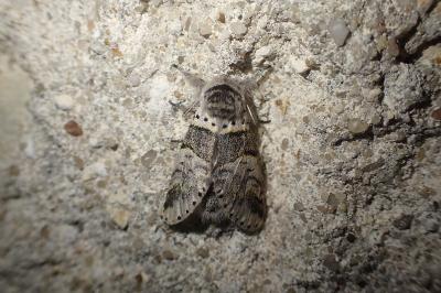 <i>Furcula furcula</i>