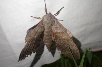 <i>Laothoe populi</i>
