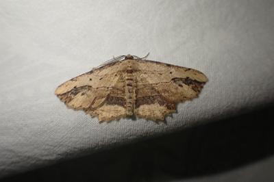 <i>Menophra abruptaria</i>