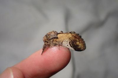 <i>Notodonta ziczac</i>