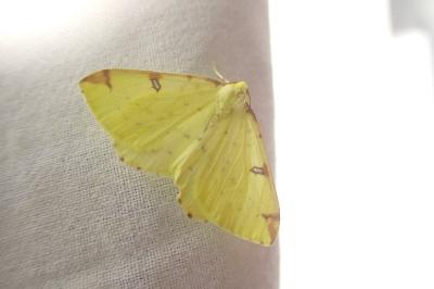 <i>Opisthograptis luteolata</i>