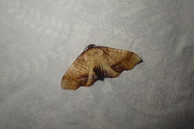 <i>Plagodis dolabraria</i>