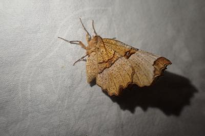 <i>Selenia lunularia</i>