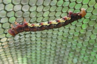 <i>Erannis defoliaria</i>