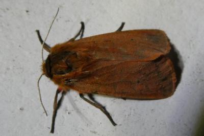 <i>Phragmatobia fuliginosa</i>