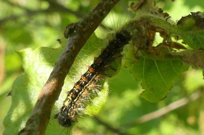 <i>Lymantria dispar</i>