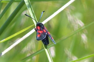<i>Zygaena trifolii</i>
