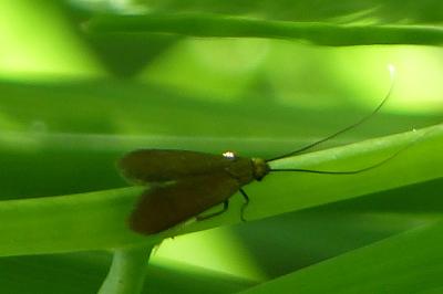 <i>Cauchas rufifrontella</i>