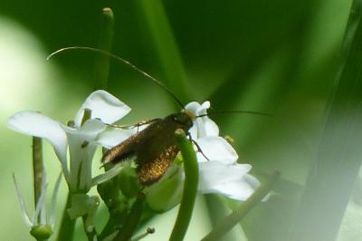 <i>Cauchas rufifrontella</i>
