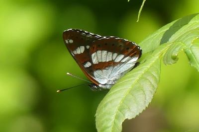 <i>Limenitis reducta</i>
