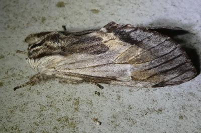 <i>Harpyia milhauseri</i>