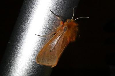 <i>Phragmatobia fuliginosa</i>