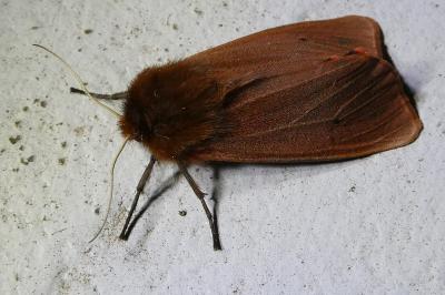 <i>Phragmatobia fuliginosa</i>