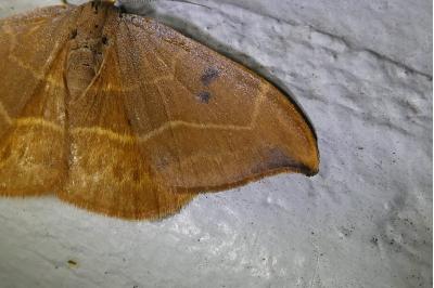 <i>Watsonalla binaria</i>