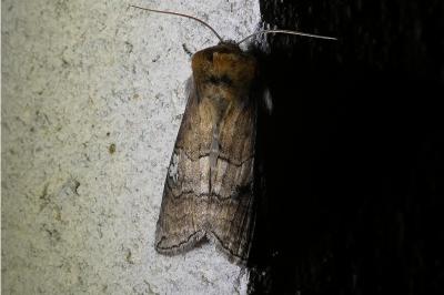<i>Tethea ocularis</i>