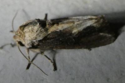 <i>Egira conspicillaris</i>