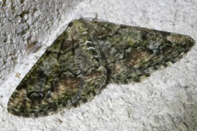 <i>Cleorodes lichenaria</i>