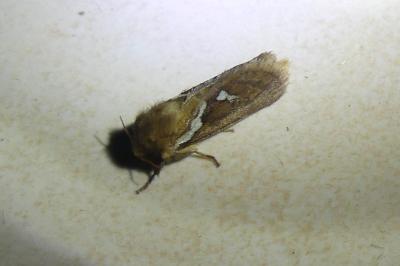 <i>Korscheltellus lupulinus</i>