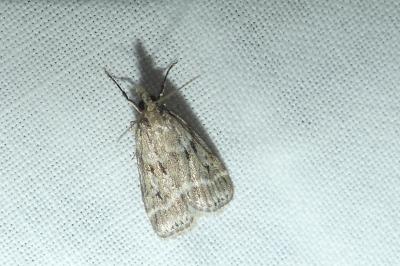 <i>Eudonia pallida</i>