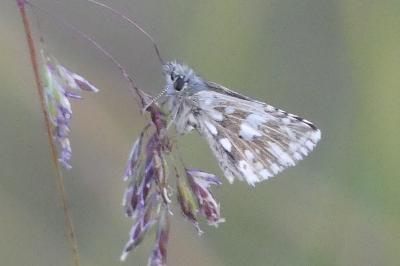 <i>Pyrgus malvae</i>