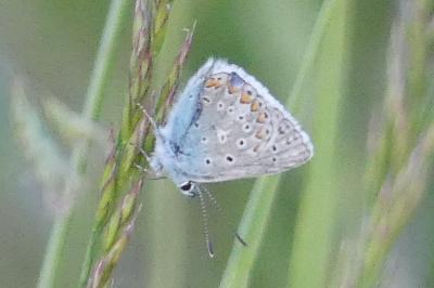 <i>Polyommatus icarus</i>