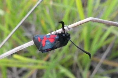 <i>Zygaena trifolii</i>