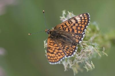 <i>Melitaea cinxia</i>