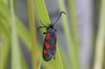 <i>Zygaena trifolii</i>
