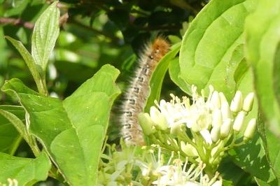 <i>Lasiocampa quercus</i>