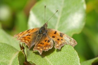 <i>Polygonia c-album</i>