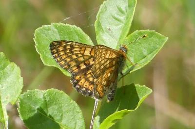 <i>Euphydryas aurinia</i>