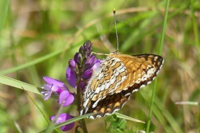 <i>Melitaea cinxia</i>