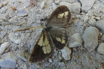 <i>Bupalus piniaria</i>