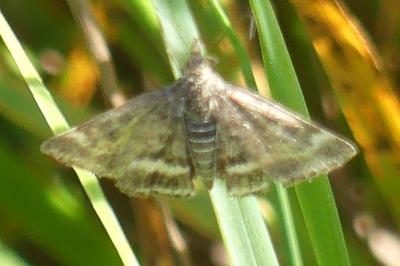 <i>Pyrausta despicata</i>