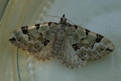 <i>Colostygia pectinataria</i>