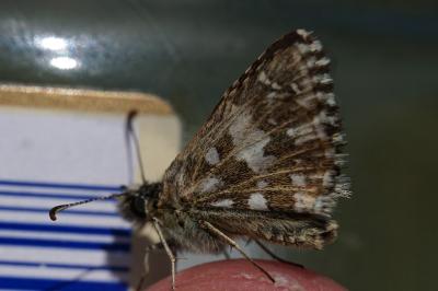 <i>Pyrgus malvae</i>