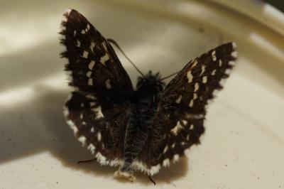 <i>Pyrgus malvae</i>