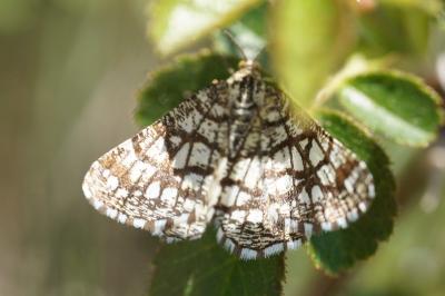 <i>Chiasmia clathrata</i>