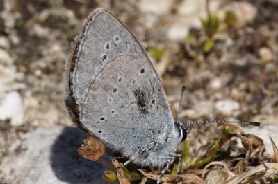 <i>Cupido minimus</i>